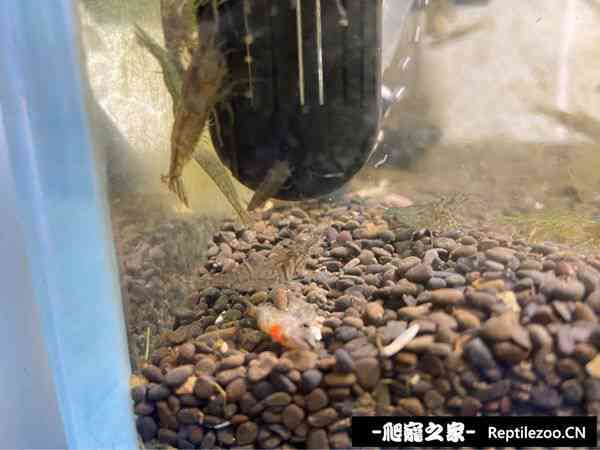153058hqwzqtzluuulg0hg.jpg