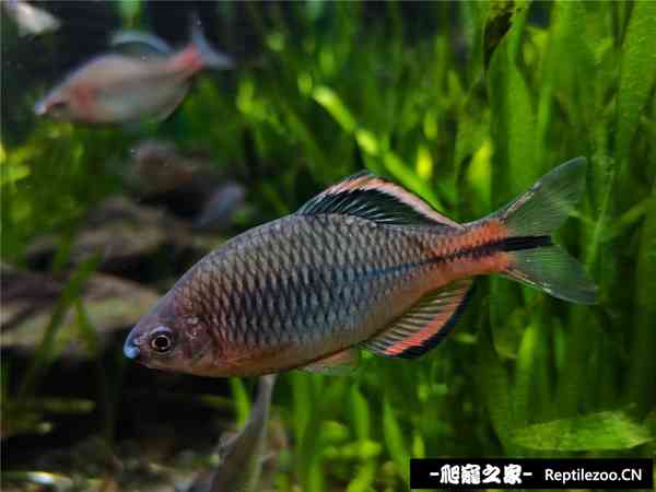 153208bope3nrpndauuubu.jpg