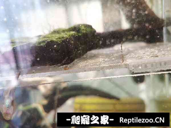 154006bpadds5pbkqddp5d.jpg