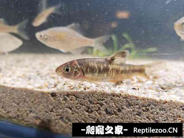 155212mxnczpbxubacubcj.jpg