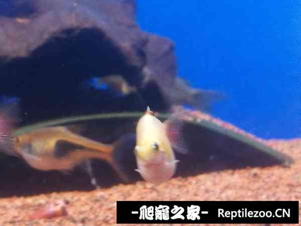 155234bg665c67337odp7k.jpg