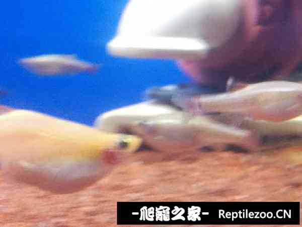 155234gmdslbwb9pzbhddl.jpg