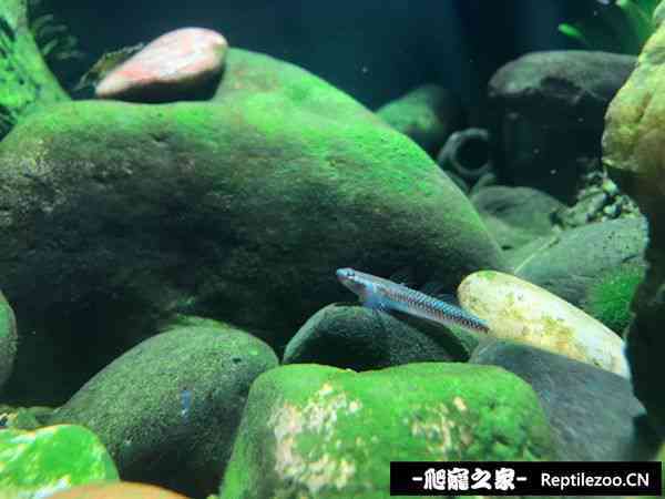 155241jp0q030q1q0kp004.jpg