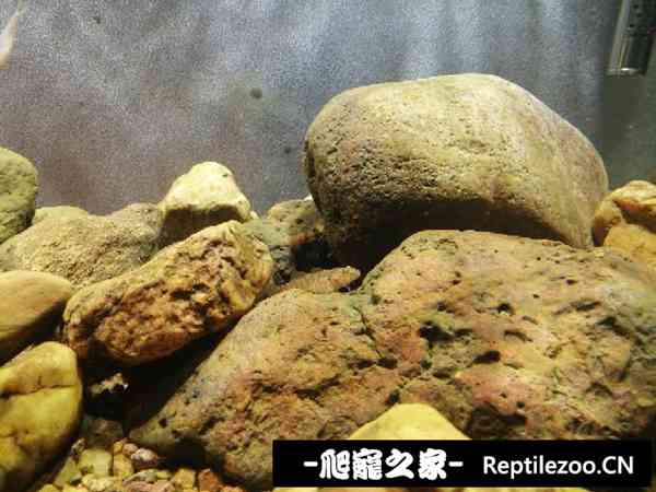 155308trndt552pnddpbb5.jpg