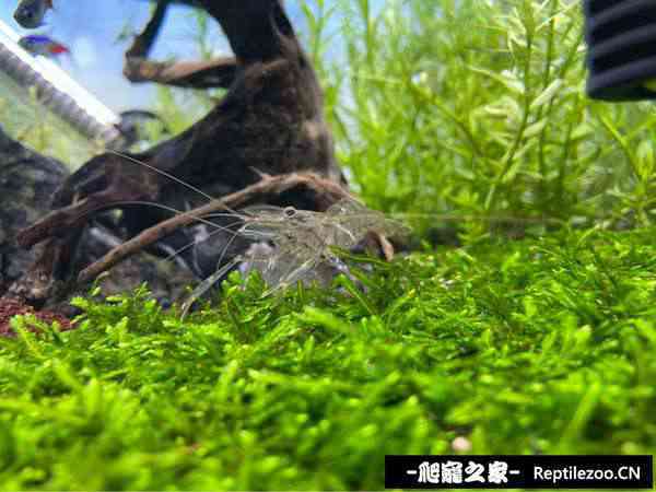 155348l371ttgcgd1osa61.jpg