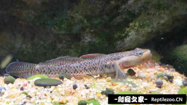155515htmblhguzhutzyeo.jpg
