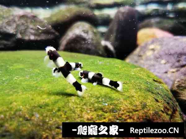 155808lc6gvpq3ppno40qu.jpg