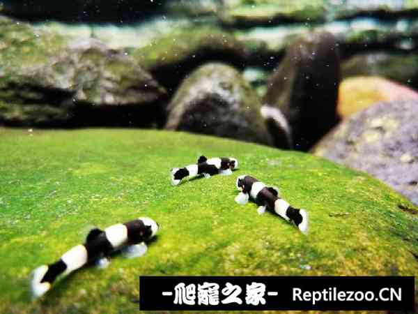 155808oqlmksgeqvqd2sdm.jpg