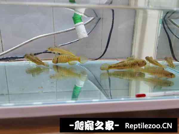 155814t8nvcecyzryp428p.jpg