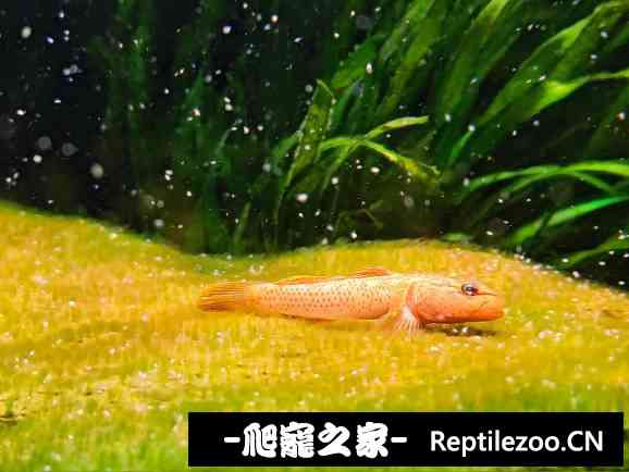 155844ngwrwaazmgdezdw7.jpg