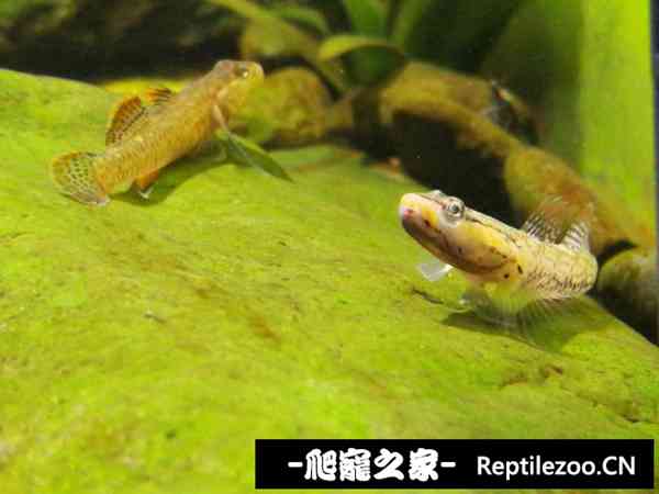 155909rfd7cbc1zufcc9ct.jpg