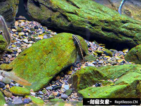 155938u6gx8fm36brl386m.jpg