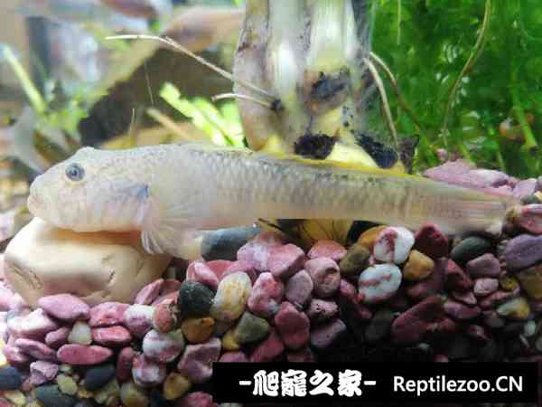 155952sh881wugma0a1y2u.jpg