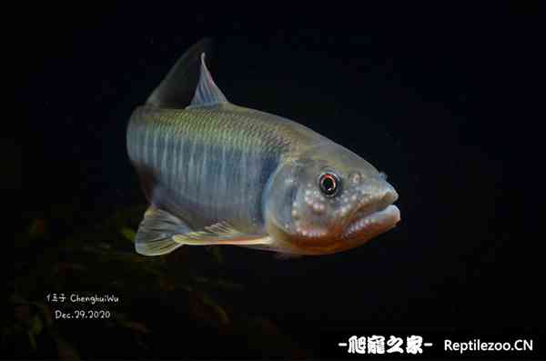 160024dp2h2hqqe8pus6rh.jpg
