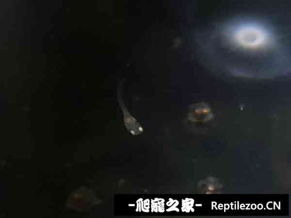 160046ptzt6atd1f6p7t9p.jpg