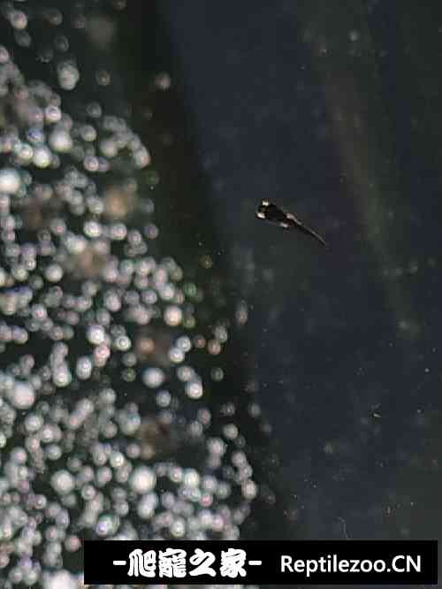 160046wshmaqtz7u22591t.jpg