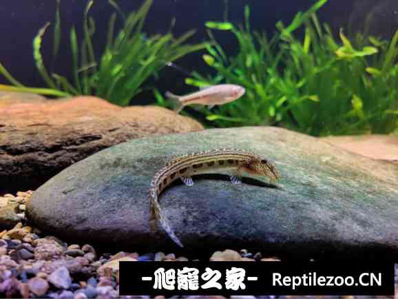 160532o3g48zp93pipisug.jpg