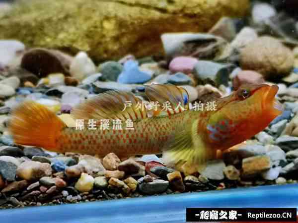 160751b18jjbec1jh0cjxc.jpg