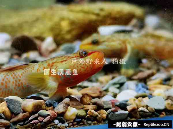 160751ql1bh3kk3ah6q6kp.jpg