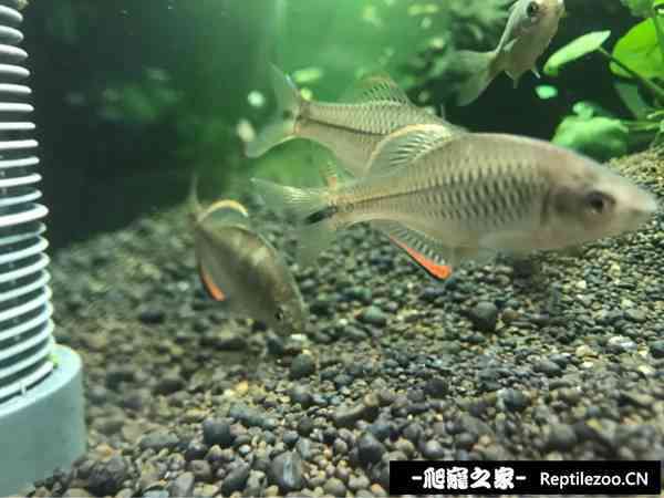 161256cp9vcb39vbbp8vcb.jpg