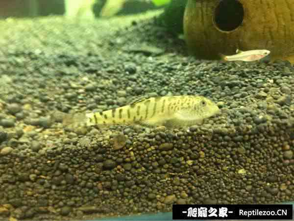 161257fry819w1q81qrk6w.jpg