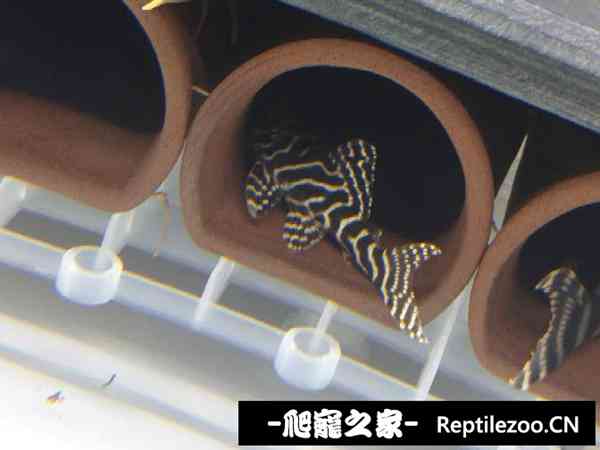 161308blh0wrobv2hz52wr.jpg