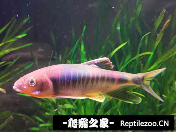162028o665k230rp1uzrwe.jpg