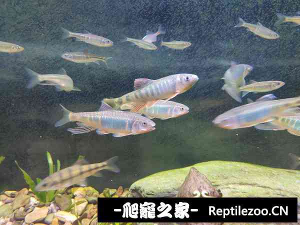 162215dbknk11nnjpp3ggj.jpg