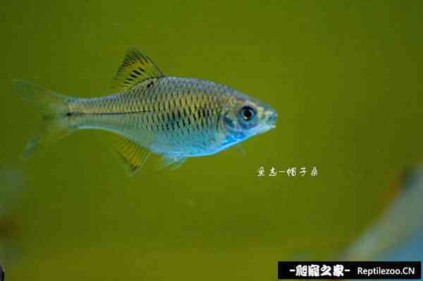 174251mjm26twr2rm67ar7.jpg