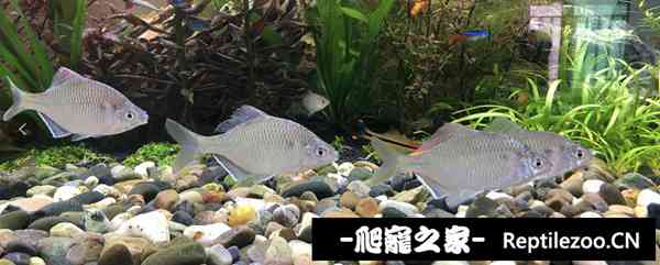185352hcq6n44ssbnxbwwn.jpg