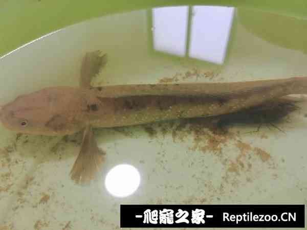 190037spwlpueu0hwsd70o.jpg