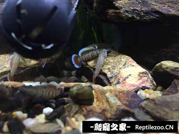 190431xcowfowzhy2ooi26.jpg