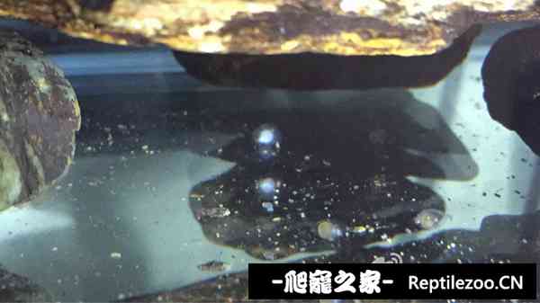 190438vgm8ct1u5tx11l1u.jpg