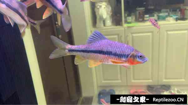190620v9z9iot9xmur9o88.jpg