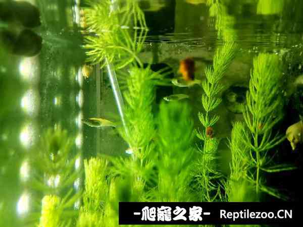 190646i4ijq4eg7jlgggqt.jpg