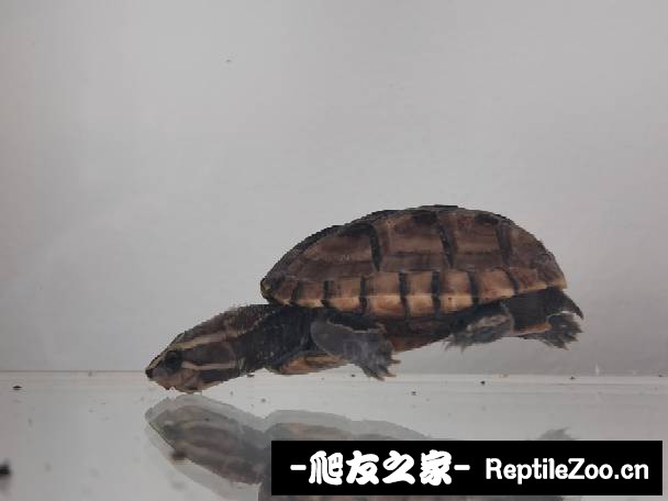 165014mhe3mui2hsegn9h2.jpg