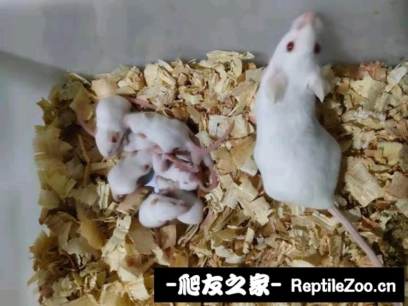 012550am4h34vmhznvp8i4.jpg