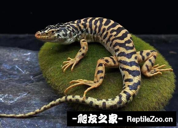 012555ajzwpdt5zpufu1qm.jpg