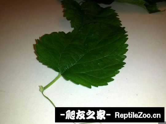 041003ort4fd96q01f3009.jpg