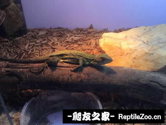 092151mdvcoa86wfgwxaoz.jpg