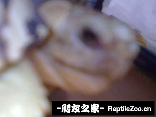 094624ceddk41keimvk7dc.jpg