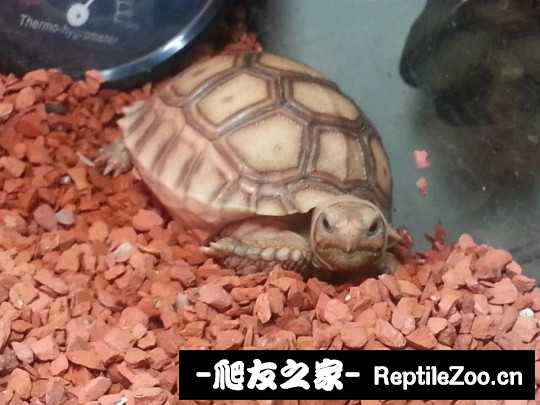 130645pth2b0otqfbhoqwu.jpg