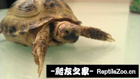 131040hy1ks4kkzwk6kss2.jpg