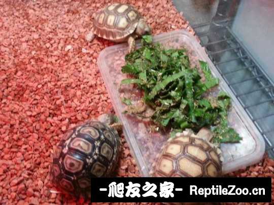 143602qj0p0wra6gu87vtr.jpg