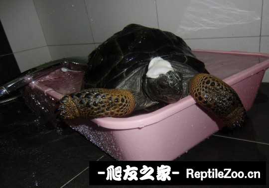 150048pcqa8zzyaccauzms.jpg