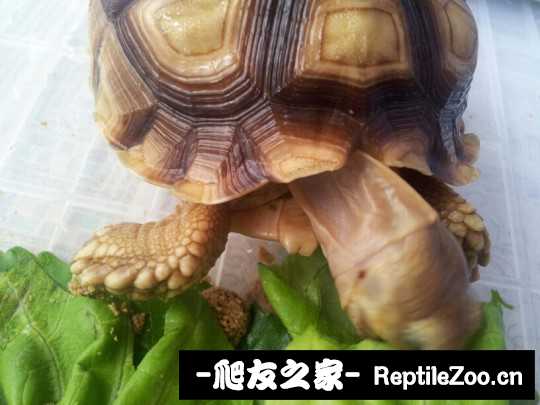 150340cn11wci10twi6nt1.jpeg