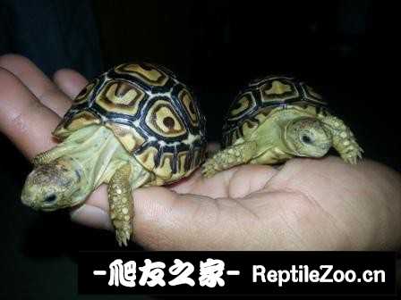 172138id0vey7o30f4zdfo.jpg