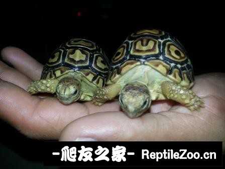 172139g5jpdp09pnn2le2f.jpg