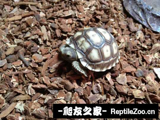 210821ybb6gyyvyii2p6yt.jpg