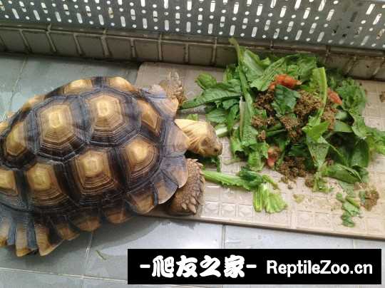 003220wlzniqre3jyri0ii.jpg